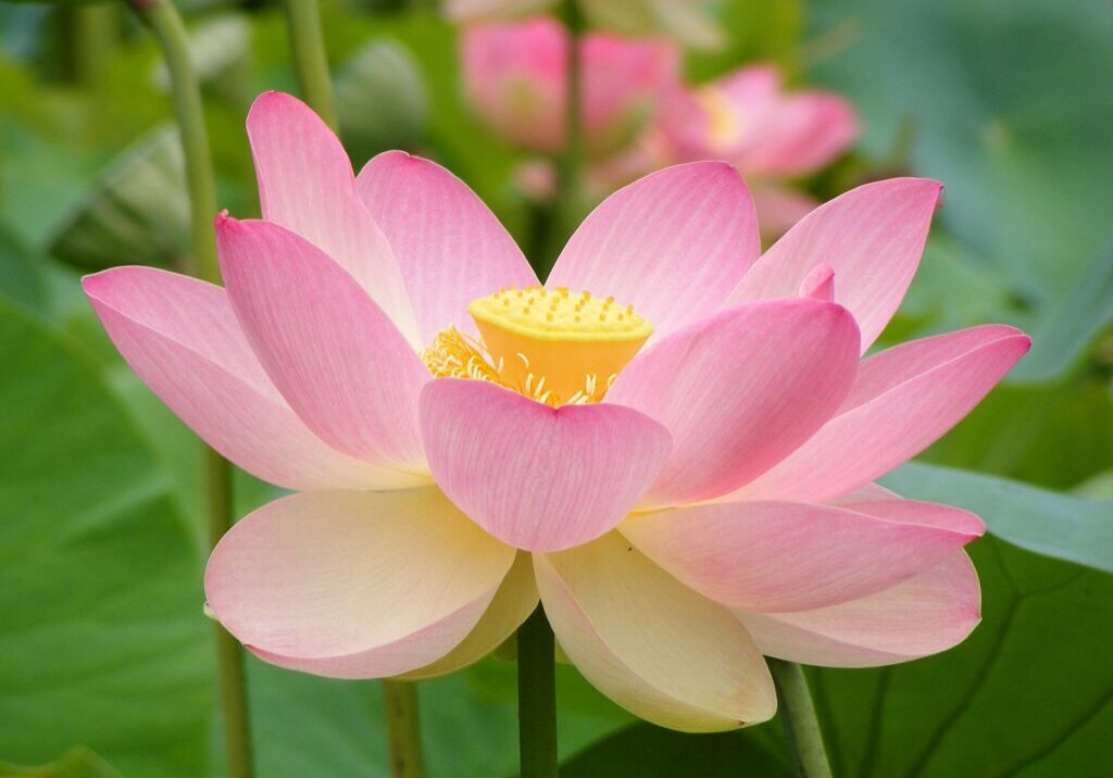 A pink flower with yellow center and green leaves.